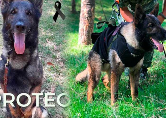Fallece perro mexicano rescatista que viajó a Turquía