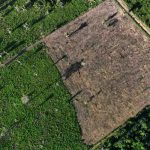 Desforestación en la Amazonía Brasileña baja un 61% en enero