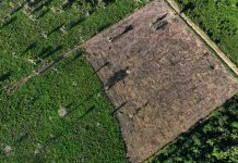 Desforestación en la Amazonía Brasileña baja un 61% en enero Desforestación en la Amazonía Brasileña baja un 61% en enero