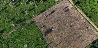 Desforestación en la Amazonía Brasileña baja un 61% en enero