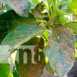 Foto: Lluvia de aserrín causa afectaciones en una zona de Managua / TN8