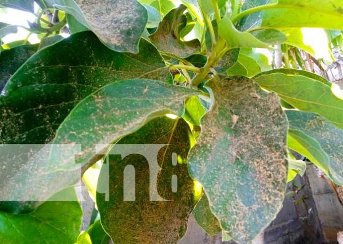 aserrin-2 Foto: Lluvia de aserrín causa afectaciones en una zona de Managua / TN8