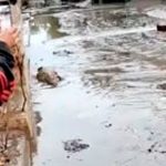"Como pedro por su casa" captan a caimanes por las calles en Río de Janeiro