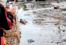 «Como pedro por su casa» captan a caimanes por las calles en Río de Janeiro "Como pedro por su casa" captan a caimanes por las calles en Río de Janeiro