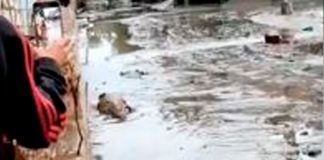 "Como pedro por su casa" captan a caimanes por las calles en Río de Janeiro