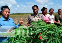 Inauguran centro de investigación tecnológico agropecuario en Bilwi Inauguran centro de investigación tecnológico agropecuario en Bilwi