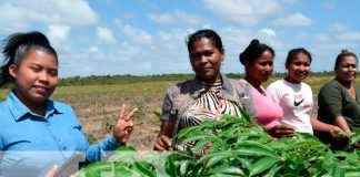 Inauguran centro de investigación tecnológico agropecuario en Bilwi