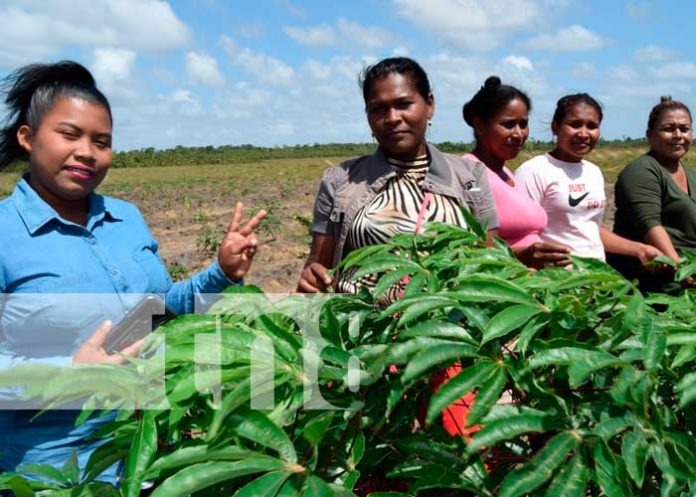 Inauguran centro de investigación tecnológico agropecuario en Bilwi