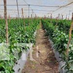 Programa de crédito «Adelante» fortalece producción de hortalizas en Somoto Foto: Producción se impulsa en Somoto gracias al programa Adelante / TN8