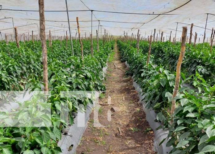 Foto: Producción se impulsa en Somoto gracias al programa Adelante / TN8