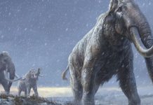 Los elefantes ancestrales eran gigantescos, y los neandertales se los comían Los elefantes ancestrales eran gigantescos, y los neandertales se los comían