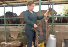 Montada en toro, Eveling cambia el miedo por la adrenalina y los aplausos Foto: Eveling, una valiente montadora de toro en Tipitapa / TN8