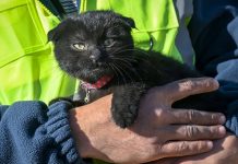 Rescatan a una gatita tras 178 horas del terremoto en Turquía