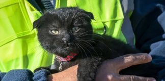 Rescatan a una gatita tras 178 horas del terremoto en Turquía