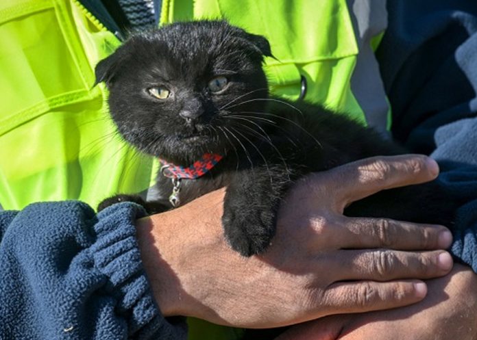 Rescatan a una gatita tras 178 horas del terremoto en Turquía