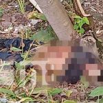 Foto: Encuentran cuerpo entre la maleza en Malacatoya, Granada / TN8