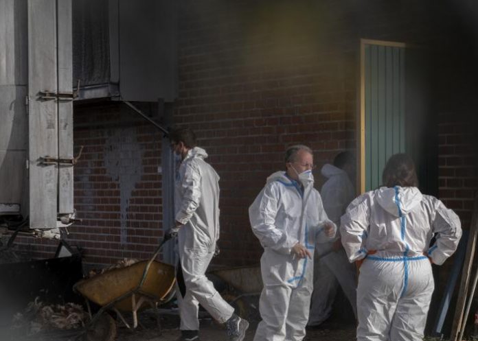 gripe Camboya registra al segundo humano con gripe aviar