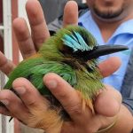 Noble acto: Ciudadana de Matagalpa salva la vida a un Guardabarranco Foto: Rescate de un guardabarranco en Matagalpa / TN8