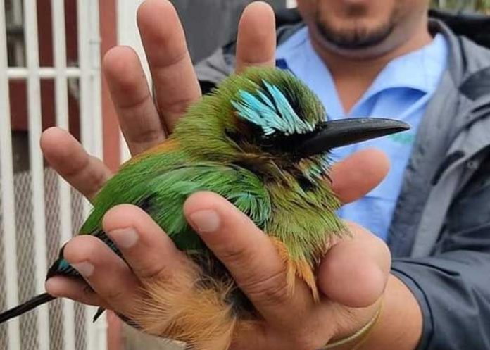 Foto: Rescate de un guardabarranco en Matagalpa / TN8