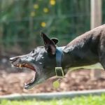 Niño casi pierde un brazo tras el sangriento ataque de un perro en Inglaterra Niño casi pierde un brazo tras el sangriento ataque de un perro en Inglaterra