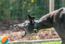 Niño casi pierde un brazo tras el sangriento ataque de un perro en Inglaterra Niño casi pierde un brazo tras el sangriento ataque de un perro en Inglaterra