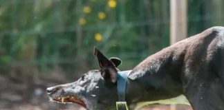Niño casi pierde un brazo tras el sangriento ataque de un perro en Inglaterra