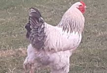 ¡Qué salado! Sobreviviente de cáncer en Irlanda muere por una GALLINA ¡Qué salado! Sobreviviente de cáncer en Irlanda muere por una GALLINA