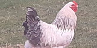 ¡Qué salado! Sobreviviente de cáncer en Irlanda muere por una GALLINA