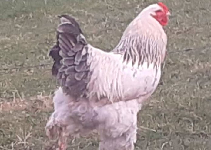 ¡Qué salado! Sobreviviente de cáncer en Irlanda muere por una GALLINA