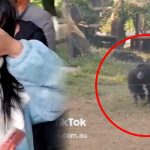 Golpean a un chimpancé con una botella de agua 