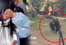 Chimpancé molesto regresa y golpea con botella que arrojaron en su hábitat Golpean a un chimpancé con una botella de agua