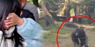 Golpean a un chimpancé con una botella de agua 