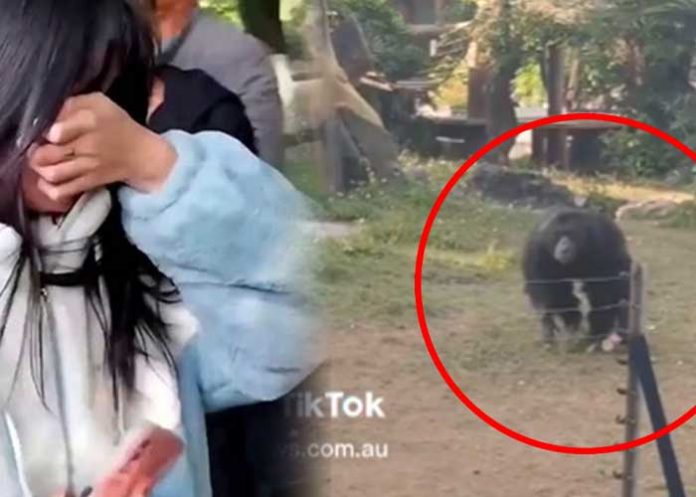 Golpean a un chimpancé con una botella de agua 