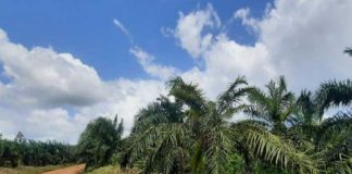 Visita a empresa de plantaciones de palma de aceite en la Costa Caribe de Nicaragua