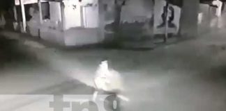 Foto: Peatón la ve "de cerquita" al protagonizar aparatoso accidente en una calle de Masachapa / TN8