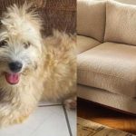 Mujer compra sofá y encuentra a una perrita 
