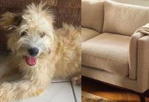 Mujer compra sofá y encuentra a una perrita 