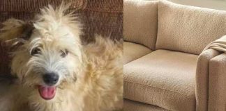 Mujer compra sofá y encuentra a una perrita 