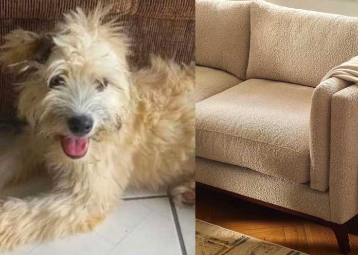 Mujer compra sofá y encuentra a una perrita 