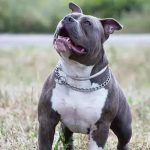 Pitbull o la Exposición de Personas al Peligro, Por: Edwin Sánchez