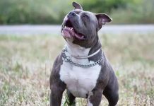 Pitbull o la Exposición de Personas al Peligro, Por: Edwin Sánchez