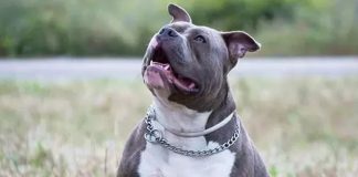Pitbull o la Exposición de Personas al Peligro, Por: Edwin Sánchez
