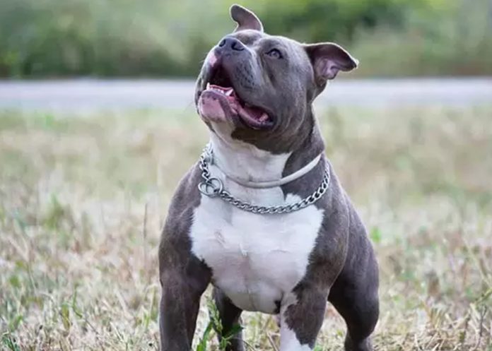 perro Pitbull o la Exposición de Personas al Peligro, Por: Edwin Sánchez