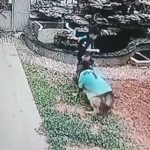 ¡Impresionante! Lomito salva a niño de ahogarse al intentar rescatar su pelota Lomito salva a un niño de ahogarse y rescata su pelota