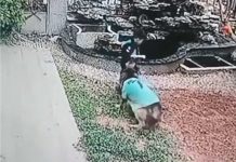 ¡Impresionante! Lomito salva a niño de ahogarse al intentar rescatar su pelota Lomito salva a un niño de ahogarse y rescata su pelota