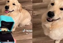Perrito le apaga la sonrisa a su dueño: Se tragó el anillo de compromiso Perrito se come un anillo de compromiso con todo y caja