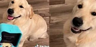  Perrito se come un anillo de compromiso con todo y caja