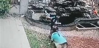 Lomito salva a un niño de ahogarse y rescata su pelota