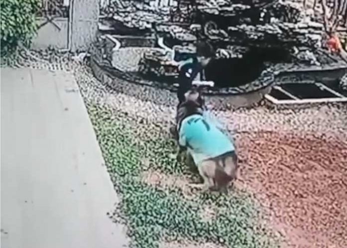 Lomito salva a un niño de ahogarse y rescata su pelota