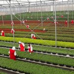 Visita al productora y exportadora de plantas ornamentales en Estelí Visita al productora y exportadora de plantas ornamentales en Estelí